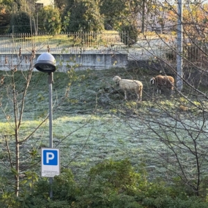 Le pecore parcheggiatrici
